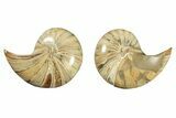 Jurassic Cut & Polished Nautilus (Cymatoceras) Fossil -Madagascar #257693-1